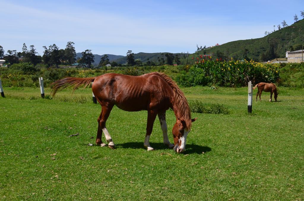 Thuring'S Holiday Bungalow Nuwara Eliya Zewnętrze zdjęcie